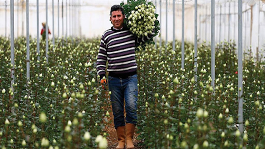 Kesme çiçek ihracatında fiyat kargaşası yaşanıyor