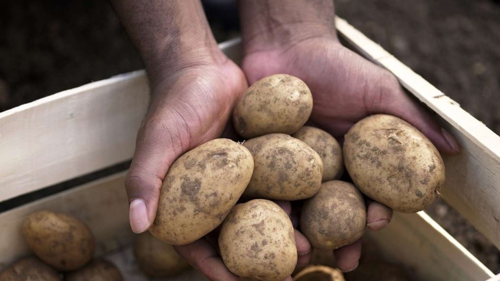 Marketle üretici arasında 5 kat fark: Patates el yakıyor!